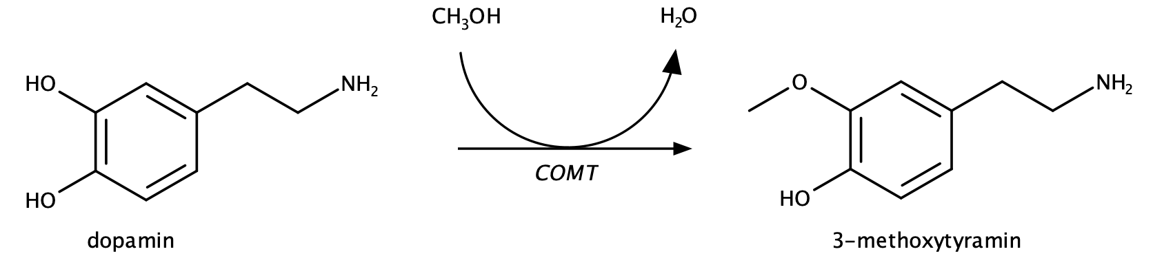 dopamin, COMT, 3-methoxytyramin